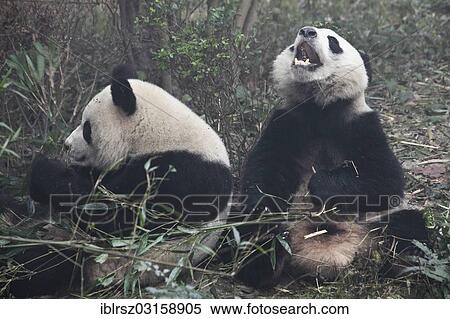 "Giant Pandas (Ailuropoda melanoleuca) at Chengdu Panda Breeding and Research Center, Chengdu, China, People's Republic of China, Asia" View Large Photo Image Stock Photography - "Giant Pandas (Ailuropoda melanoleuca) at Chengdu Panda Breeding and Research Center, Chengdu, China, People's Republic of China, Asia". Fotosearch