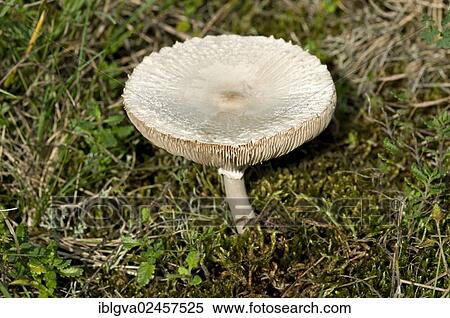"Giant Parasol Mushroom (Macrolepiota konradii), Alsace, France, Europe" View Large Photo Image Stock Photography - "Giant Parasol Mushroom (Macrolepiota konradii), Alsace, France, Europe". Fotosearch