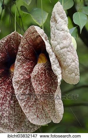Stock Photo - "Giant Pelican Flower (Aristolochia gigantea), flowers, native to Brazil". Fotosearch