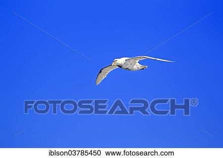 "Giant Petrel (Macronectes giganteus), adult, flying, Weddell Sea, Antarctica" View Large Photo Image Stock Image - "Giant Petrel (Macronectes giganteus), adult, flying, Weddell Sea, Antarctica". Fotosearch