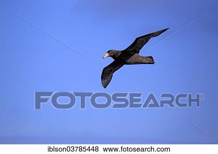 "Giant Petrel (Macronectes giganteus), adult, flying, Weddell Sea, Antarctica" View Large Photo Image Stock Photo - "Giant Petrel (Macronectes giganteus), adult, flying, Weddell Sea, Antarctica". Fotosearch