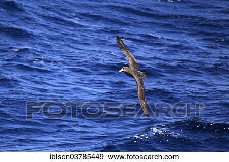 "Giant Petrel (Macronectes giganteus), adult, flying, Weddell Sea, Antarctica" View Large Photo Image Stock Photo - "Giant Petrel (Macronectes giganteus), adult, flying, Weddell Sea, Antarctica". Fotosearch