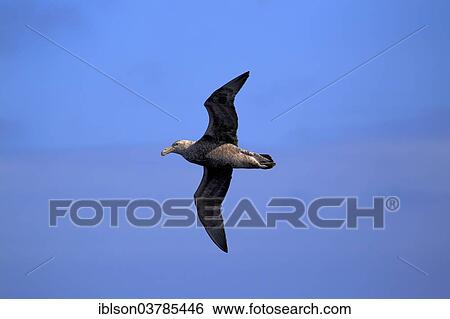 "Giant Petrel (Macronectes giganteus), adult, flying, Weddell Sea, Antarctica" View Large Photo Image Stock Photograph - "Giant Petrel (Macronectes giganteus), adult, flying, Weddell Sea, Antarctica". Fotosearch