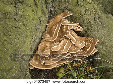 Stock Photo - Giant Polypore or Black-staining Polypore (Meripilus giganteus) on a tree trunk. Fotosearch