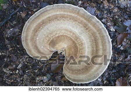 "Giant polypore or black-staining polypore (Meripilus giganteus), Tinner Loh, Haren, Emsland region, Lower Saxony, Germany, Europe" View Large Photo Image Stock Photography - "Giant polypore or black-staining polypore (Meripilus giganteus), Tinner Loh, Haren, Emsland region, Lower Saxony, Germany, Europe". Fotosearch