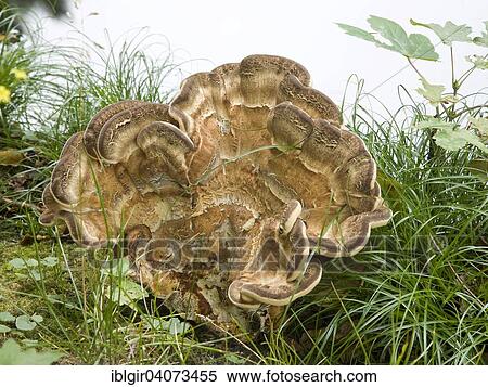 Giant Polypore or Black-staining Polypore (Meripilus giganteus) View Large Photo Image Stock Photography - Giant Polypore or Black-staining Polypore (Meripilus giganteus). Fotosearch