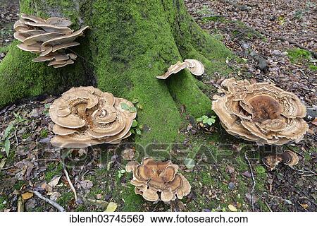 "Giant polypores (Meripilus giganteus), Tinner Loh nature reserve, near Haren, Emsland, Lower Saxony, Germany, Europe" View Large Photo Image Stock Photo - "Giant polypores (Meripilus giganteus), Tinner Loh nature reserve, near Haren, Emsland, Lower Saxony, Germany, Europe". Fotosearch