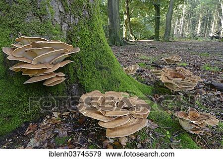 "Giant polypores (Meripilus giganteus), Tinner Loh nature reserve, near Haren, Emsland, Lower Saxony, Germany, Europe" View Large Photo Image Stock Photo - "Giant polypores (Meripilus giganteus), Tinner Loh nature reserve, near Haren, Emsland, Lower Saxony, Germany, Europe". Fotosearch
