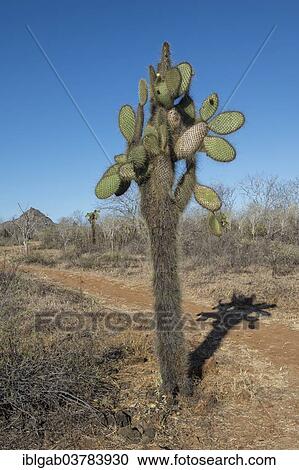 "Giant Prickly Pear cactus (Opuntia sp. ), Dragon Hill, Santa Cruz Island, Galapagos Islands, Unesco World Heritage Site, Ecuador, South America" View Large Photo Image Stock Image - "Giant Prickly Pear cactus (Opuntia sp. ), Dragon Hill, Santa Cruz Island, Galapagos Islands, Unesco World Heritage Site, Ecuador, South America". Fotosearch