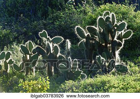 "Giant Prickly Pear cactus (Opuntia sp. ), Dragon Hill, Santa Cruz Island, Galapagos Islands, Unesco World Heritage Site, Ecuador, South America" View Large Photo Image Stock Photograph - "Giant Prickly Pear cactus (Opuntia sp. ), Dragon Hill, Santa Cruz Island, Galapagos Islands, Unesco World Heritage Site, Ecuador, South America". Fotosearch