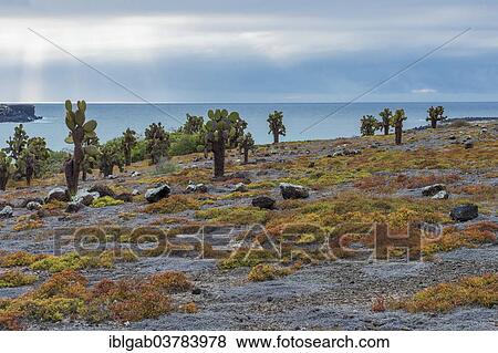 "Giant Prickly Pear cactuses (Opuntia sp. ), South Plaza Island, Galapagos Islands, Unesco World Heritage Site, Ecuador, South America" View Large Photo Image Stock Photo - "Giant Prickly Pear cactuses (Opuntia sp. ), South Plaza Island, Galapagos Islands, Unesco World Heritage Site, Ecuador, South America". Fotosearch