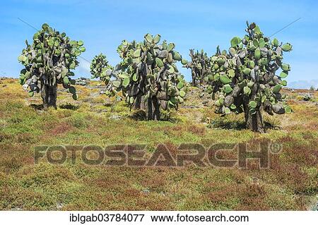 "Giant Prickly Pear cactuses (Opuntia sp. ), South Plaza Island, Galapagos Islands, Unesco World Heritage Site, Ecuador, South America" View Large Photo Image Stock Photo - "Giant Prickly Pear cactuses (Opuntia sp. ), South Plaza Island, Galapagos Islands, Unesco World Heritage Site, Ecuador, South America". Fotosearch