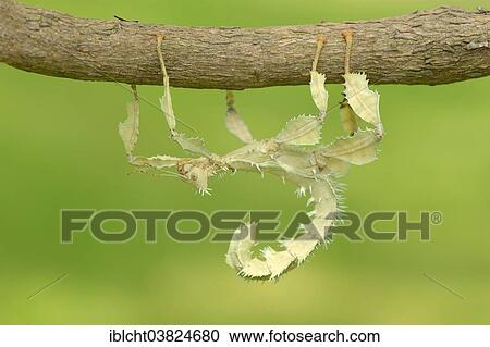 Stock Image - "Giant Prickly Stick Insect (Extatosoma tiaratum), female, native to Australia, captive, North Rhine-Westphalia, Germany, Europe". Fotosearch