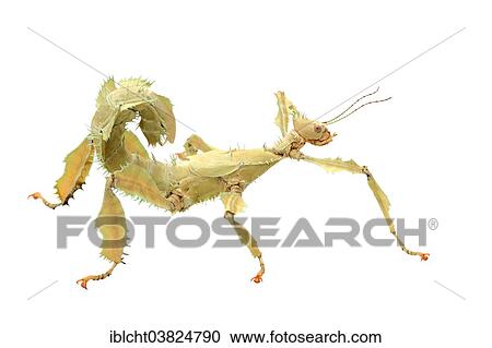 Stock Image - "Giant Prickly Stick Insect (Extatosoma tiaratum), female, native to Australia, captive". Fotosearch