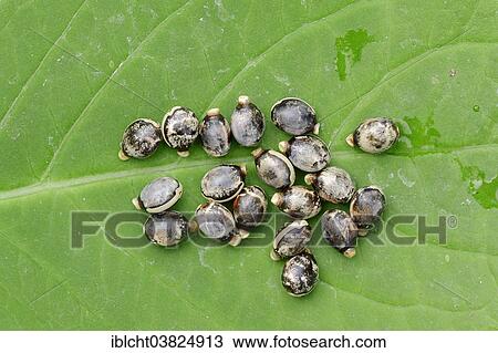 "Giant Prickly Stick Insect (Extatosoma tiaratum), eggs, native to Australia, captive, North Rhine-Westphalia, Germany, Europe" View Large Photo Image Stock Image - "Giant Prickly Stick Insect (Extatosoma tiaratum), eggs, native to Australia, captive, North Rhine-Westphalia, Germany, Europe". Fotosearch