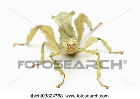 "Giant Prickly Stick Insect (Extatosoma tiaratum), female, native to Australia, captive" View Large Photo Image Stock Photo - "Giant Prickly Stick Insect (Extatosoma tiaratum), female, native to Australia, captive". Fotosearch