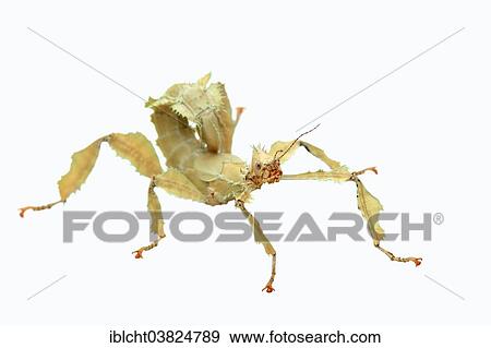 "Giant Prickly Stick Insect (Extatosoma tiaratum), female, native to Australia, captive" View Large Photo Image Stock Photo - "Giant Prickly Stick Insect (Extatosoma tiaratum), female, native to Australia, captive". Fotosearch