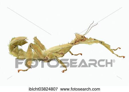 "Giant Prickly Stick Insect (Extatosoma tiaratum), female, native to Australia, captive" View Large Photo Image Stock Photo - "Giant Prickly Stick Insect (Extatosoma tiaratum), female, native to Australia, captive". Fotosearch