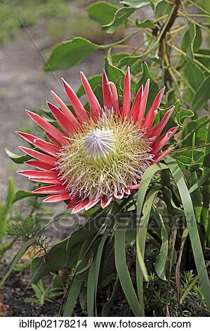"Giant Protea (Protea cynaroides), close-up of flower, Betty's Bay, Western Cape, South Africa, Africa" View Large Photo Image Picture - "Giant Protea (Protea cynaroides), close-up of flower, Betty's Bay, Western Cape, South Africa, Africa". Fotosearch