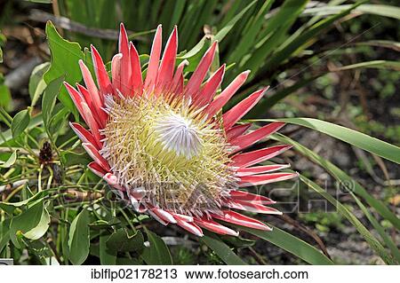 Stock Image - "Giant Protea (Protea cynaroides), close-up of flower, Betty's Bay, Western Cape, South Africa, Africa". Fotosearch