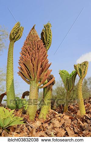 "Giant Rhubarb (Gunnera manicata), inflorescence, native to southern Brazil" View Large Photo Image Stock Photo - "Giant Rhubarb (Gunnera manicata), inflorescence, native to southern Brazil". Fotosearch