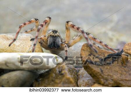 Stock Photo - "Giant Riverbank Spider, or Sand Wolf Spider (Arctosa cinerea), Mittelelbe, Saxony-Anhalt, Germany, Europe". Fotosearch