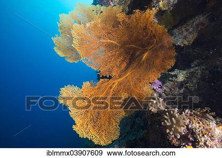 "Giant Sea Fan, Gorgonian Fan Coral (Annella mollis, Syn Subergorgia mollis), Pacific Ocean, Palau, Oceania" View Large Photo Image Stock Photo - "Giant Sea Fan, Gorgonian Fan Coral (Annella mollis, Syn Subergorgia mollis), Pacific Ocean, Palau, Oceania". Fotosearch