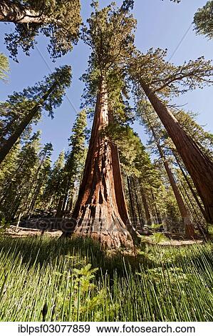 Stock Photo - "Giant Sequoia or Sierra Redwood (Sequoiadendron giganteum) in Mariposa Grove, Yosemite National Park, California, United States, North America". Fotosearch