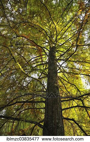 Stock Photo - "Giant Sequoia (Sequoiadendron giganteum) in autumn colours, from below, Mainau, Baden-Wurttemberg, Germany, Europe". Fotosearch