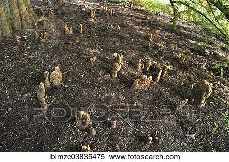 Stock Photography - "Giant Sequoia shoots (Sequoiadendron giganteum), Mainau, Baden-Wurttemberg, Germany, Europe". Fotosearch