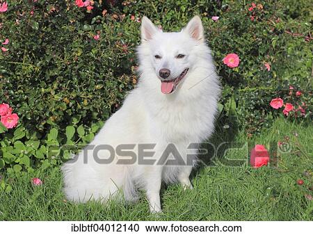 "Giant Spitz bitch, 2 years" View Large Photo Image Stock Image - "Giant Spitz bitch, 2 years". Fotosearch