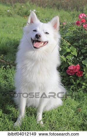 "Giant Spitz bitch, 2 years" View Large Photo Image Stock Photo - "Giant Spitz bitch, 2 years". Fotosearch