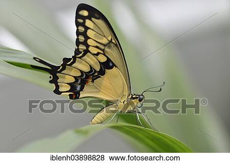 "Giant Swallowtail (Papilio cresphontes), State Garden Show, Papenburg, Emsland, Lower Saxony, Germany, Europe" View Large Photo Image Stock Photo - "Giant Swallowtail (Papilio cresphontes), State Garden Show, Papenburg, Emsland, Lower Saxony, Germany, Europe". Fotosearch