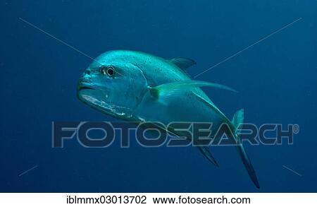 "Giant Trevally or Giant Kingfish (Caranx ignobilis), Balnek, -, Busuanga Island, Calamian Islands, Palawan, Mimaropa, Philippines, Asia" View Large Photo Image Stock Image - "Giant Trevally or Giant Kingfish (Caranx ignobilis), Balnek, -, Busuanga Island, Calamian Islands, Palawan, Mimaropa, Philippines, Asia". Fotosearch