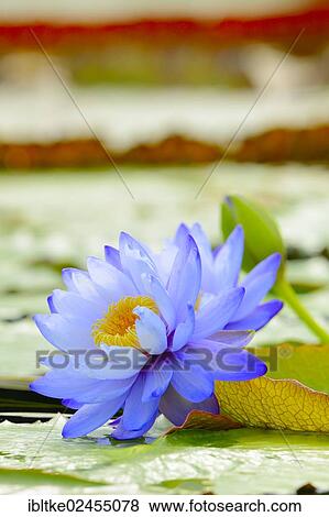 "Giant water lilies (Nymphaea gigantea), lily pond, Stuttgart, Baden-Wuerttemberg, Germany, Europe" View Large Photo Image Stock Photo - "Giant water lilies (Nymphaea gigantea), lily pond, Stuttgart, Baden-Wuerttemberg, Germany, Europe". Fotosearch