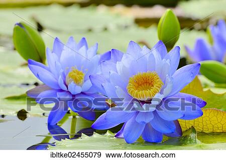 Stock Photo - "Giant water lilies (Nymphaea gigantea), lily pond, Stuttgart, Baden-Wuerttemberg, Germany, Europe". Fotosearch