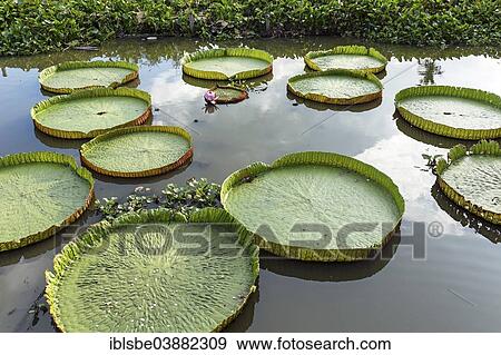 Stock Photo - "Giant Water Lilies (Victoria sp. ), Wat Jedlin, Chiang Mai, Northern Thailand, Thailand, Asia". Fotosearch