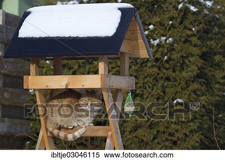 "Ginger cat sitting under a birdhouse, Pristablich, Eilenburg, Saxony, Germany, Europe" View Large Photo Image Stock Photography - "Ginger cat sitting under a birdhouse, Pristablich, Eilenburg, Saxony, Germany, Europe". Fotosearch