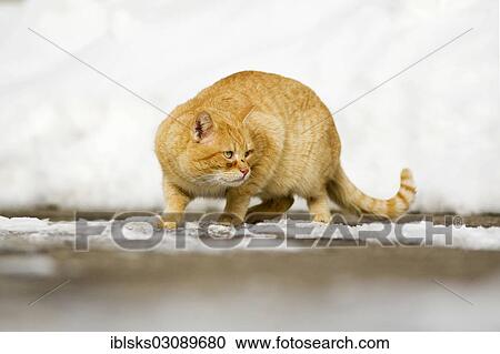 Stock Image - "Ginger tabby tomcat crouching warily on a snow-covered path, Satteldorf, Hohenlohe, Baden-Wurttemberg, Germany, Europe". Fotosearch