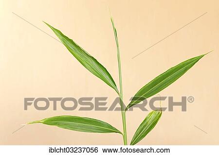 "Ginger (Zingiber officinale) leaves, occurrence in the tropics, North Rhine-Westphalia, Germany, Europe" View Large Photo Image Stock Photograph - "Ginger (Zingiber officinale) leaves, occurrence in the tropics, North Rhine-Westphalia, Germany, Europe". Fotosearch