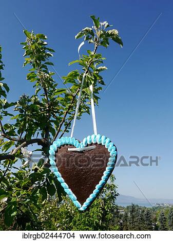 "Gingerbread heart hanging on an apple tree, Lindau, Bavaria, Germany, Europe" View Large Photo Image Picture - "Gingerbread heart hanging on an apple tree, Lindau, Bavaria, Germany, Europe". Fotosearch