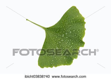 Ginkgo (Ginkgo biloba) leaf with water drops View Large Photo Image Stock Image - Ginkgo (Ginkgo biloba) leaf with water drops. Fotosearch