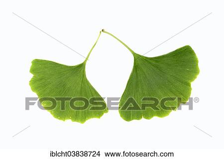 "Ginkgo (Ginkgo biloba), leaves" View Large Photo Image Picture - "Ginkgo (Ginkgo biloba), leaves". Fotosearch