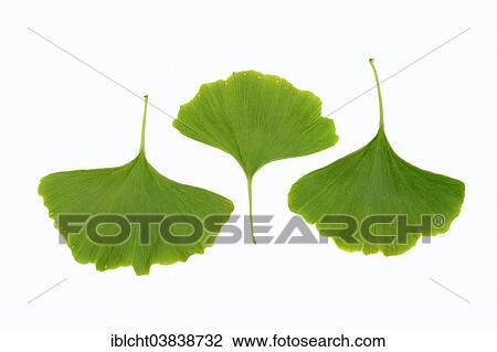 "Ginkgo (Ginkgo biloba), leaves" View Large Photo Image Stock Image - "Ginkgo (Ginkgo biloba), leaves". Fotosearch