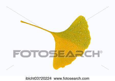 "Ginkgo or Maidenhair Tree (Ginkgo biloba), leaf, autumnal discolouration" View Large Photo Image Picture - "Ginkgo or Maidenhair Tree (Ginkgo biloba), leaf, autumnal discolouration". Fotosearch