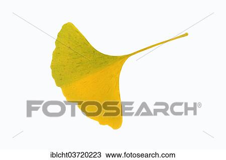 "Ginkgo or Maidenhair Tree (Ginkgo biloba), leaf, autumnal discolouration" View Large Photo Image Stock Image - "Ginkgo or Maidenhair Tree (Ginkgo biloba), leaf, autumnal discolouration". Fotosearch