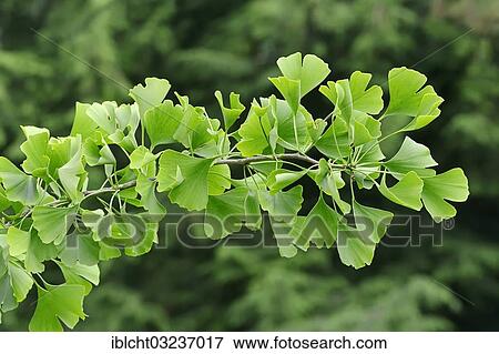 Stock Photo - "Ginkgo tree, Gingko tree or Maidenhair tree (Ginkgo biloba), North Rhine-Westphalia, Germany, Europe". Fotosearch
