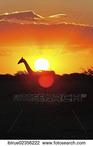 Stock Image - "Giraffe at sunset in Okaukuejo, Etosha National Park, Namibia, Africa". Fotosearch