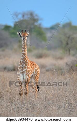 "Giraffe (Giraffa camelopardalis), a calf standing in the savanna in the evening, Kruger National Park, South Africa, Africa" View Large Photo Image Stock Image - "Giraffe (Giraffa camelopardalis), a calf standing in the savanna in the evening, Kruger National Park, South Africa, Africa". Fotosearch