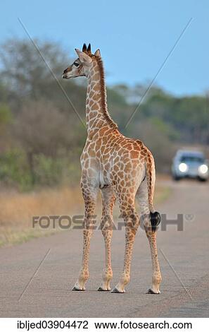 "Giraffe (Giraffa camelopardalis), a calf standing in the middle of the road, in the evening, Kruger National Park, South Africa, Africa" View Large Photo Image Stock Image - "Giraffe (Giraffa camelopardalis), a calf standing in the middle of the road, in the evening, Kruger National Park, South Africa, Africa". Fotosearch